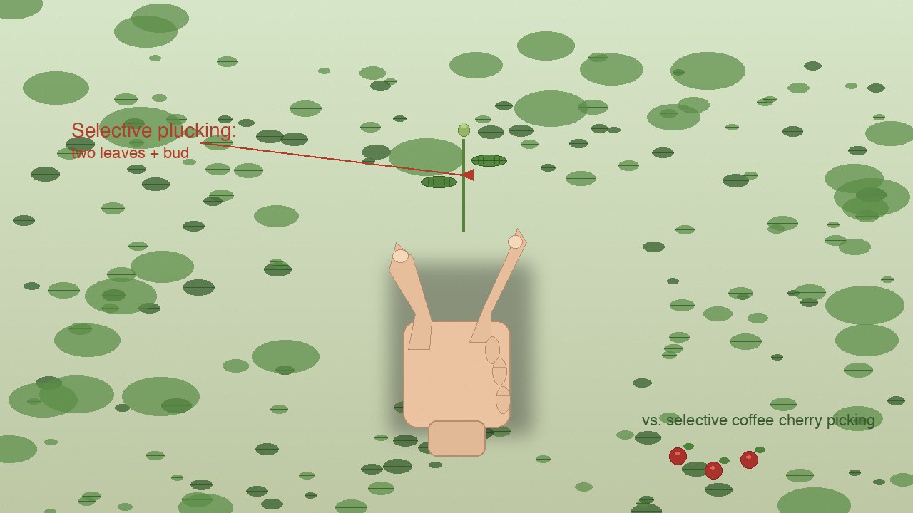 Simplified hand (PIL composite) plucking tea vs coffee cherry; bird's-eye view.